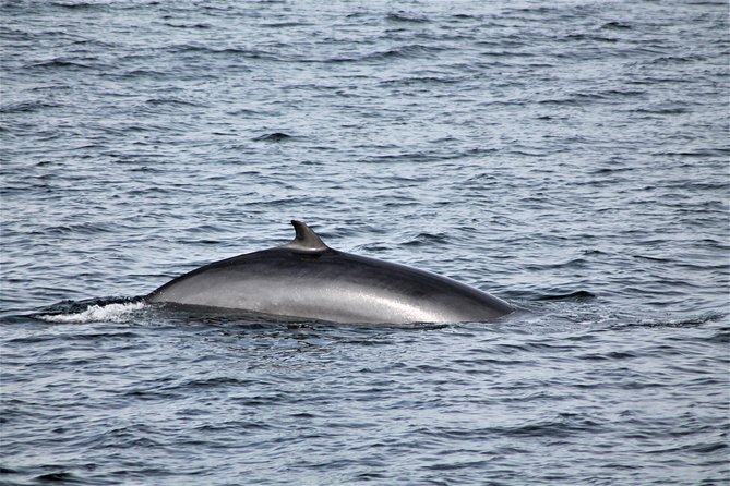 Whale Watching Tour With Professional Guide From Reykjavik - Daily Updates and Recommendations