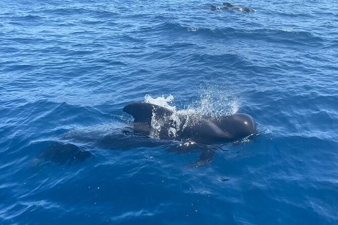 Whales and Dolphins Excursion on a Luxury Yacht in Canary Islands - Pickup and Meeting Point