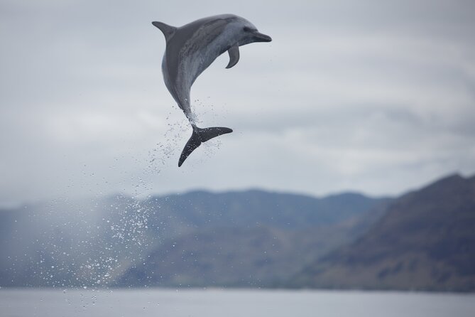 Wild Dolphin Watching and Snorkel Safari off West Coast of Oahu - Intimate Dolphin Watching Excursion