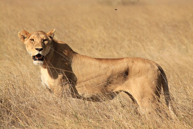 10-Day Predators Tanzania Safari Luxury Package - Packing Recommendations