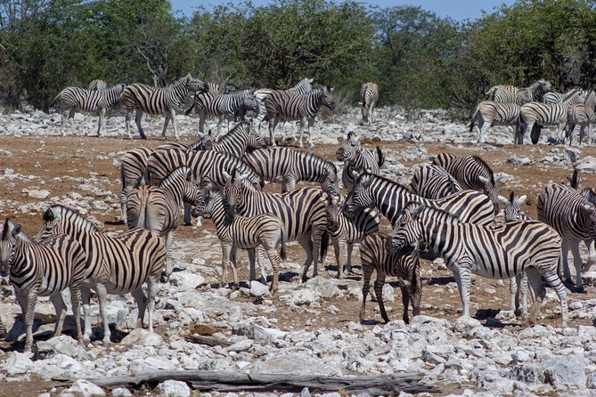 11 Day Namibia Experience Fully Accommodated Tour - Tour Duration and Timing