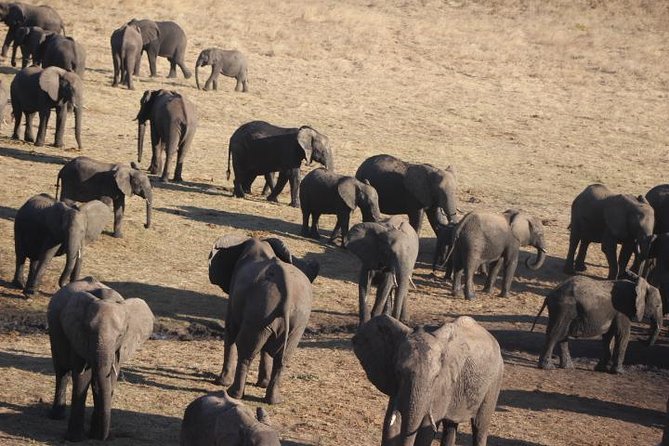 2-Day Camping Safari in Chobe National Park From Victoria Falls - Accessibility and Special Requirements