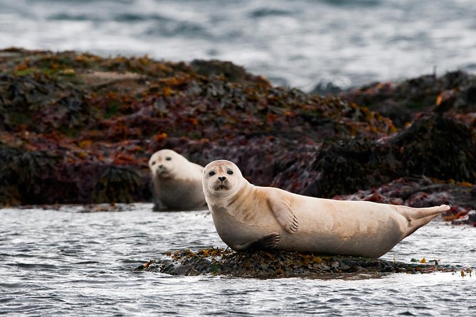 2-Day West Coast Tour | Lava Cave, Snæfellsnes & Silver Circle - Tour Pace and Group Size