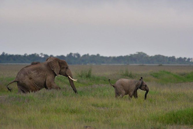 2 Days Amboseli Private Safari - Wildlife Sightings