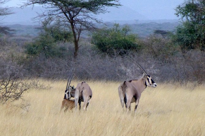 2 Days Wildlife Safari to Awash National Park - Accessibility Details