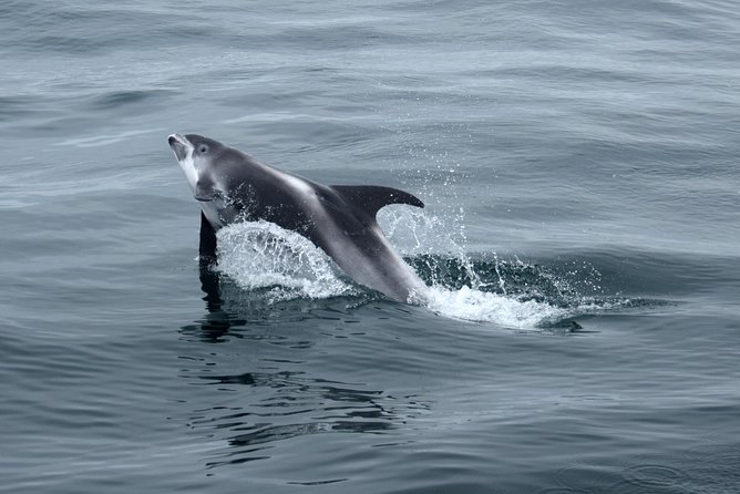 2-Hour RIB Boat Whale Watching Tour From Reykjavik - Group Size Requirements