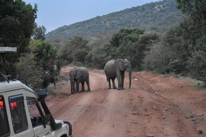 3 Day Maasai Mara Shared Safari - Price and Group Size