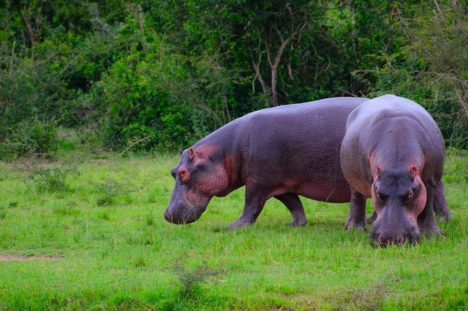 3 Day Private Safari to Murchison Falls National Park With Big Five Experience - Budongo Forest Reserve