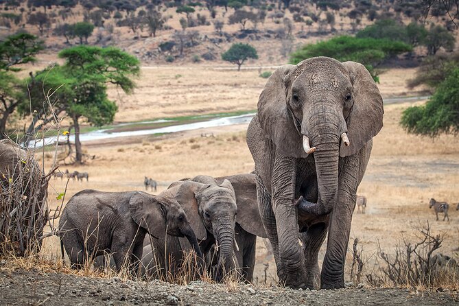 3 Days Serengeti and Ngorongoro Crater Safari From Mwanza to Arusha - Reviews and Ratings