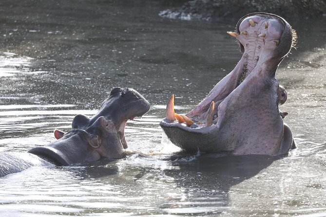 4-Day Lodge Private Tour to Tarangire, Serengeti and Ngorongoro - Confirmation and Accessibility