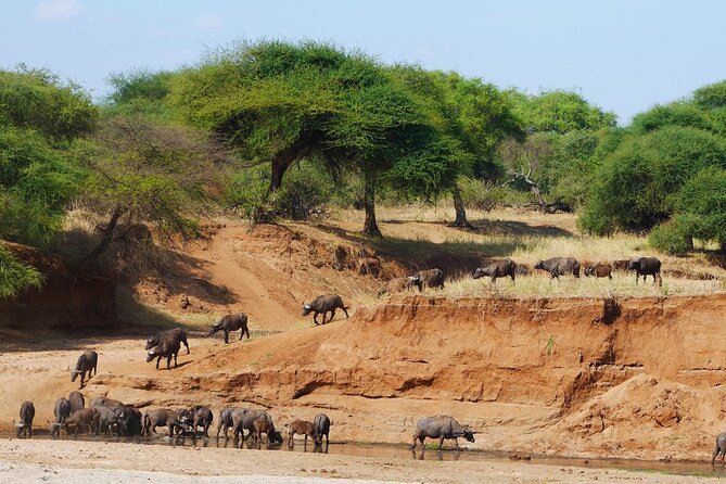 4-Day Safari to Tarangire, Serengeti and Ngorongoro From Arusha - Join a Group - Additional Details