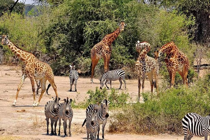 4 Days Joined Group Safari Serengeti,Ngorongoro and Tarangire National Parks - Itinerary Highlights