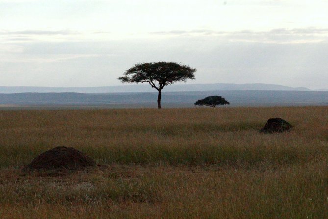 4 Days Masai Mara Camping Safari - Group Size and Accessibility