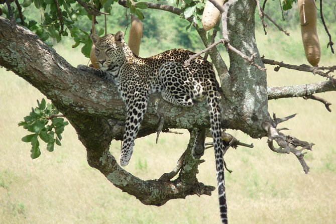 4 Days Masai Mara & Lake Nakuru Budget Safari From Nairobi - Guest Reviews