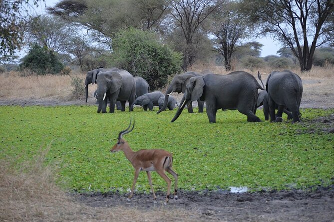 4 Days Tanzania Lodge Safari With Two Nights at Serengeti - Ngorongoro Crater Exploration