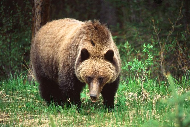 5.5-Hour Jasper Wildlife and Waterfalls Tour With Maligne Lake Cruise From Jasper - Cruising Maligne Lake