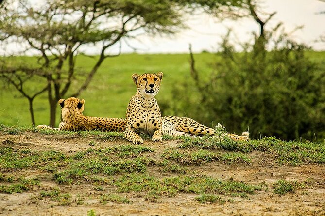 5-Day Ngorongoro Crater and Lake Manyara Safari From Arusha - Group Size and Accessibility