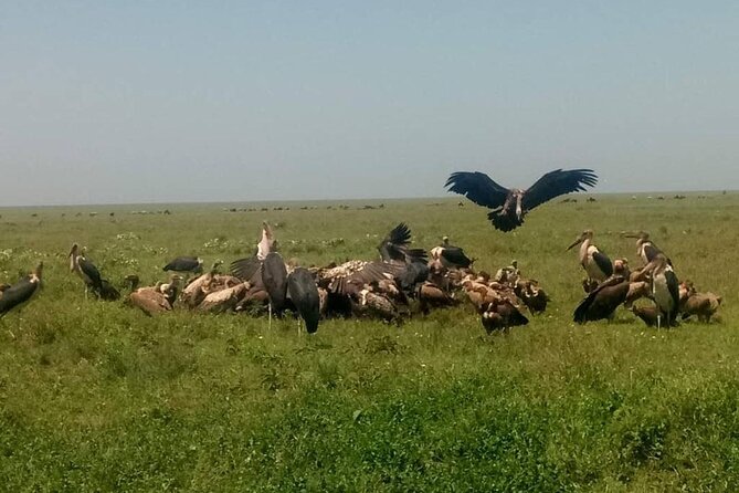 5 Days Safari In Serengeti And Ngorongoro - Guest Reviews