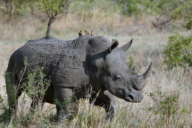 5HRS Nairobi National Park Early Morning Private Tour 4x4 Vehicle - Highlights of the Tour