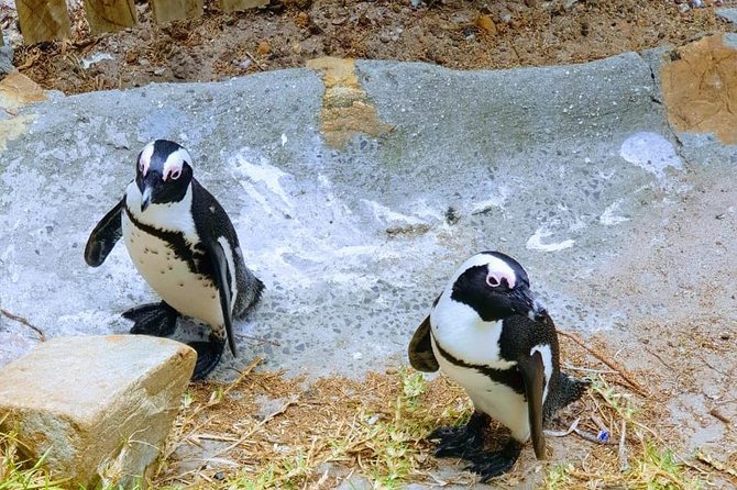 African Penguins (Boulders Beach) Half Day Tour From Cape Town - Customer Feedback