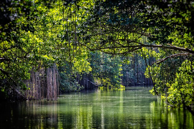 Appleton Estate Rum With YS Falls and Black River Private Tour - Spotting Wild Crocodiles