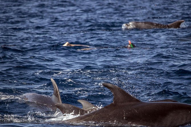 Azores Swim With Dolphins Atlantic Experience - Reviews and Ratings