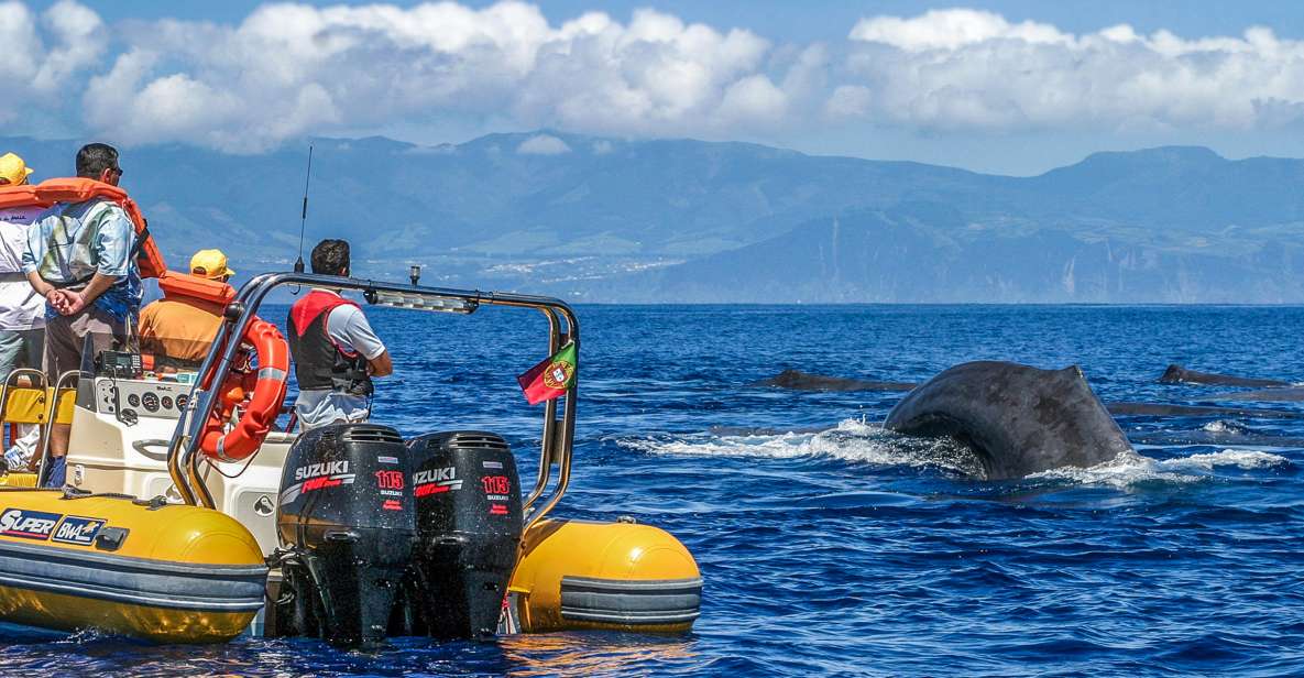 Azores: Whale Watching and Islet Boat Tour - Inclusions and Equipment