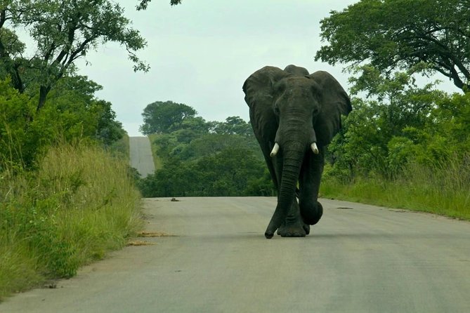 Big 5 Kruger National Park 2 Days Safari From Johannesburg - Pickup Information