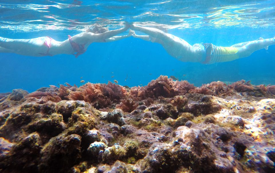 Caniço: Garajau Nature Reserve Guided Snorkeling Tour - Encounter Diverse Marine Life