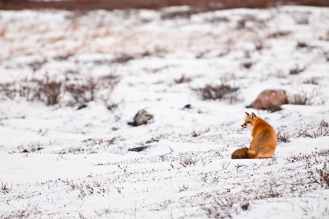 Canmore: Wilderness & Wildlife Hiking Tour - 3hrs - Wildlife and Wilderness Exploration