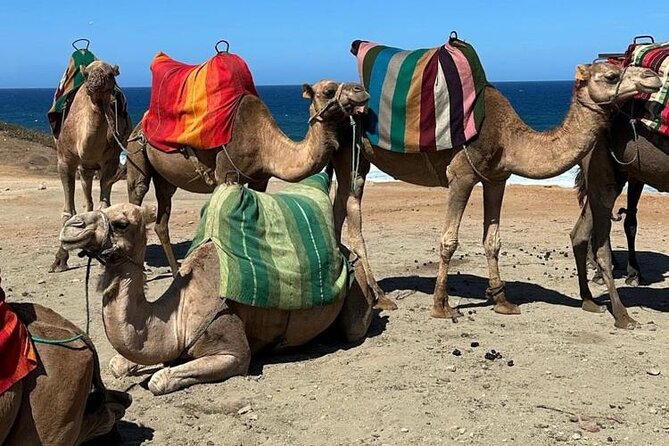 Cap Startel and Camel Ride in Achakkar Beach at Sunset With BBQ - Hosts Anwar and Abdul