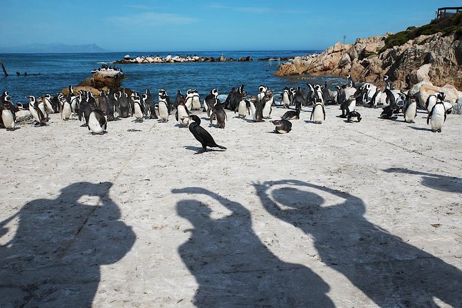 Cape Agulhas Full Day Private Tour From Cape Town - Lighthouse Exploration