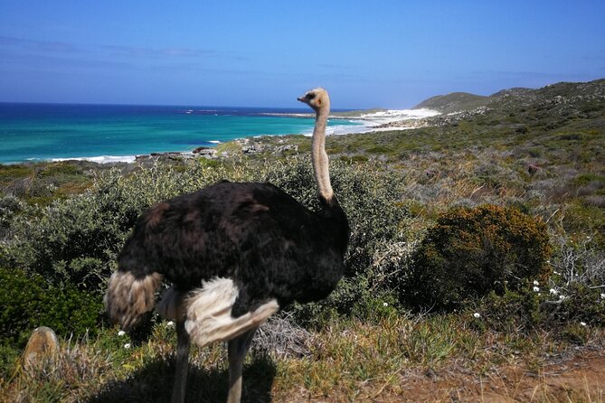 Cape Point Xplorer - Marveling at Chapmans Peak Drive