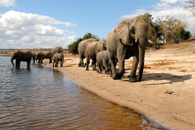 Chobe National Park 4X4 Day Safari and River Cruise - Customer Reviews