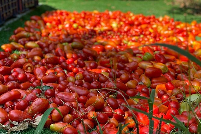 Cook and Eat in the Citrus Grove in Sorrento - Suitability and Group Size