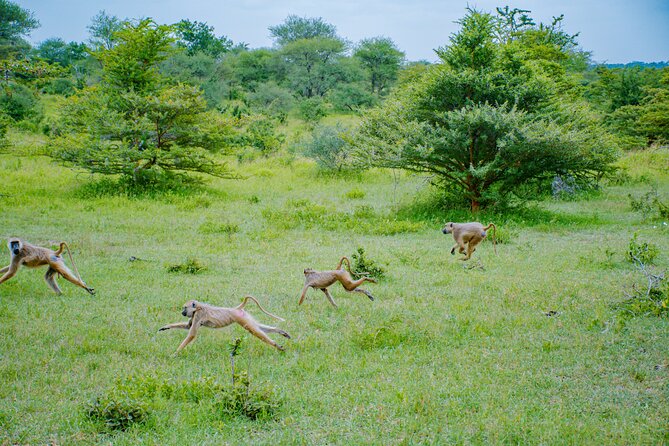 Day Safari Tour to Mikumi National Park - Preparing for the Adventure