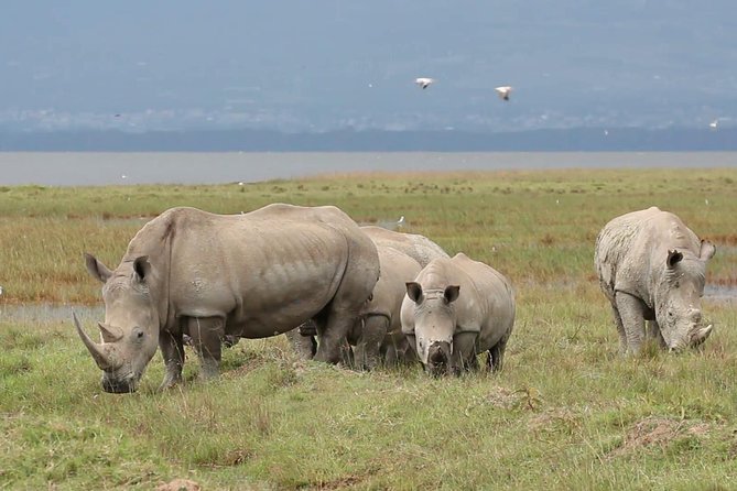 Day Trip to Ol Pejeta Conservancy From Nairobi - Additional Details and Logistics