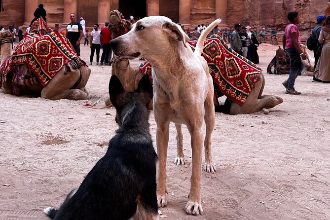 Discover Petra Hidden Gems - Discovering Petras Enchanting Corners