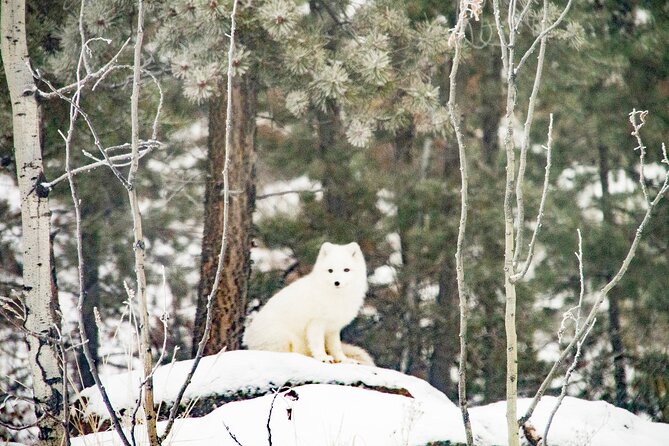 Discover Whitehorse With Northern Lights and Yukon Wildlife Tour - Aurora Viewing Evenings