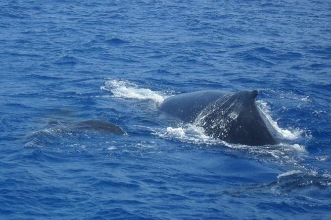 Dolphin and Whale Watching Cruise From Puerto Rico, Gran Canaria - Cruise Duration Options