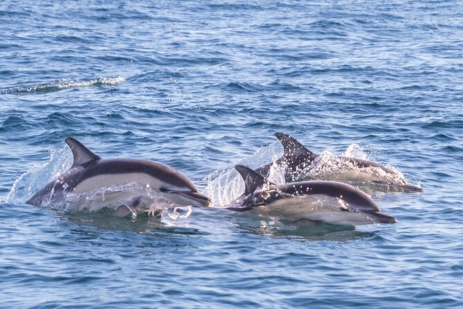 Dolphin Watching in Lisbon - Inclusions and Exclusions