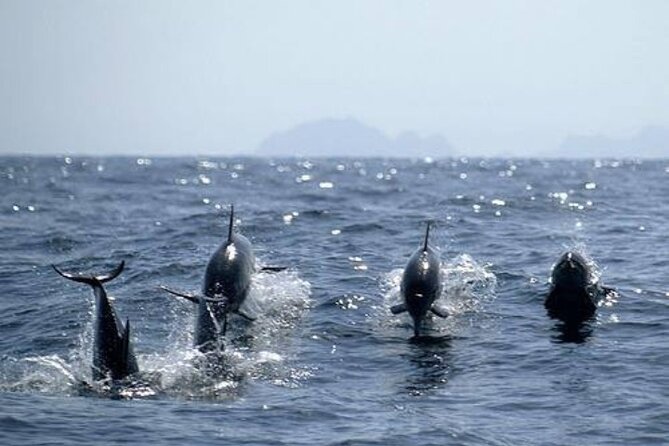 Dolphin Watching in Muscat - Host Response