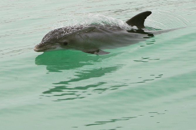 Dolphin-Watching Speedboat Cruise in Destin Harbor - Booking and Confirmation Process