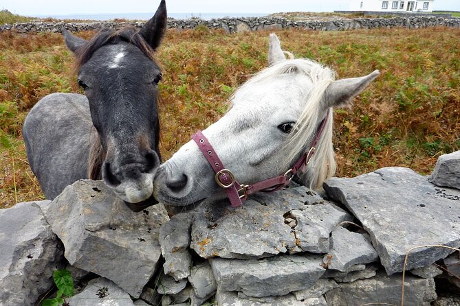 Electric Biking on Inishmore Island. Aran Island. Self-Guided. Full Day. - Transportation and Accessibility