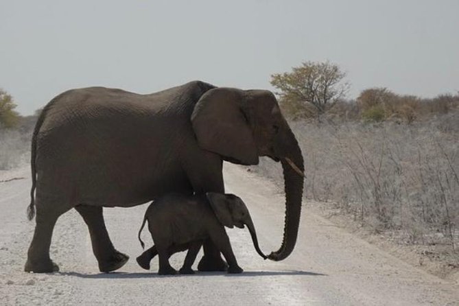 ETOSHA PARK SAFARI With Local Guides in 9-Seater 4x4s - Etosha Park Safari