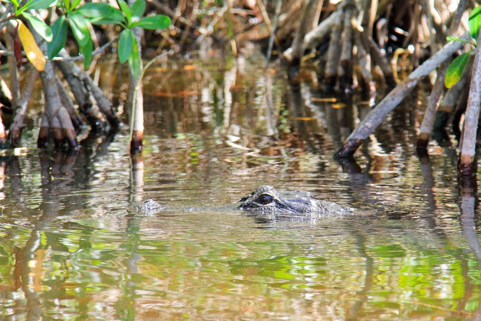 Everglades: Mangrove Maze Airboat Tour and Boardwalk - Airboat Tour Through Everglades