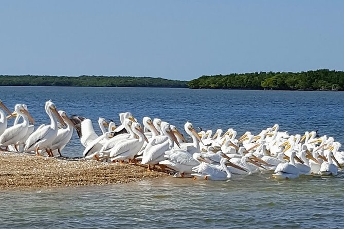 Everglades National Park Biologist Led Adventure: Cruise, Hike + Airboat - Cruise in Ten Thousand Islands