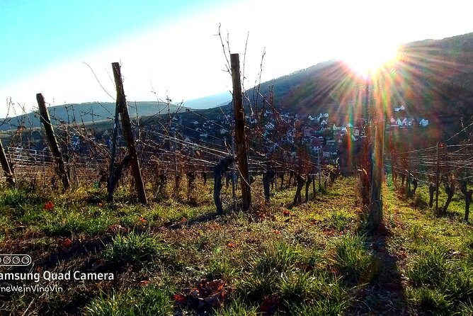 Fantastic, Full Day, Private Wine Tour to Alsace! - Exploring the Wineries