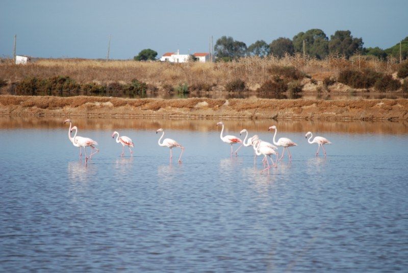 Faro: Ria Formosa Natural Park Segway Tour & Birdwatching - Tour Duration and Pricing