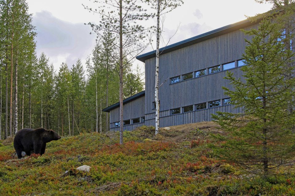 Finland: Bear Watching, Evening Trip - Group Activities and Celebrations